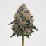 Jungle Cake cannabis strain featured image