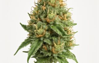 Kali Mist cannabis strain featured image