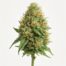 Kali Mist cannabis strain featured image