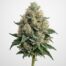 Kosher Kush cannabis strain featured image