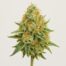 Lemon Tree cannabis strain featured image