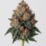 London Pound Cake cannabis strain featured image