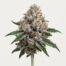MAC 1 cannabis strain featured image