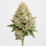 Mac and Cheese cannabis strain featured image