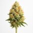 Mango Haze cannabis strain featured image