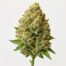 Mango Kush cannabis strain featured image