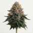 Mendo Breath cannabis strain featured image
