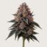 Mendocino Purps cannabis strain featured image
