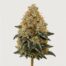 Mimosa Evo cannabis strain featured image