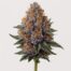 Ninja Fruit cannabis strain featured image