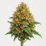 Orange Cookie Kush cannabis strain featured image