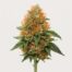 Orange Velvet cannabis strain featured image