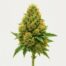 Papaya cannabis strain featured image