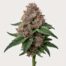Peyote Cookies cannabis strain featured image