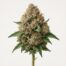 Peyote Critical cannabis strain featured image
