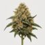 Pineapple Chunk cannabis strain featured image