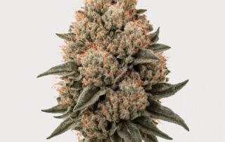 Pink Kush cannabis strain featured image