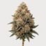 Pink Kush cannabis strain featured image