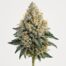 Platinum Garlic cannabis strain featured image