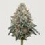 Platinum Girl Scout Cookies cannabis strain featured image