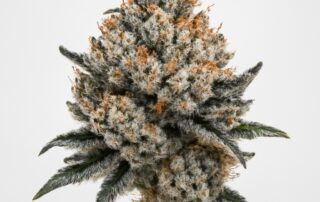 Platinum GSC cannabis strain featured image