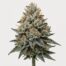 Platinum Kush cannabis strain featured image