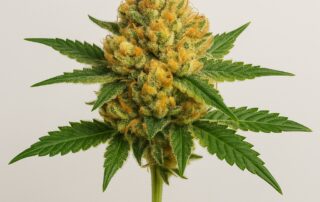 Private Banana Strain featured image