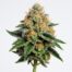 Rainbow Belts cannabis strain featured image