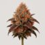 Red Dragon cannabis strain featured image
