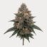 Romulan cannabis strain featured image
