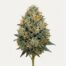 Sensi Star cannabis strain featured image