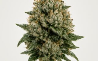 Sfv Og Kush cannabis strain featured image