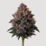 Shishkaberry cannabis strain featured image