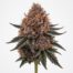 Shiskaberry cannabis strain featured image