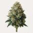 Skywalker cannabis strain featured image