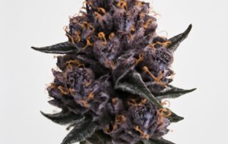 Slurricane cannabis strain featured image