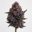 Slurricane cannabis strain featured image