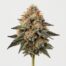 Snow Lotus cannabis strain featured image