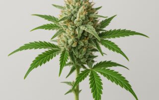 Sour Bremix Strain featured image