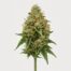 Sour D cannabis strain featured image