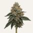 Sundae Driver cannabis strain featured image