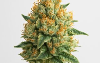 Tangerine Dream cannabis strain featured image