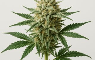 Train Wreck Strain featured image