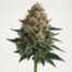 Triangle Kush cannabis strain featured image
