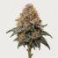 Tropicana Cookies cannabis strain featured image