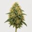 UK Cheese cannabis strain featured image