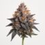 Wedding Crasher cannabis strain featured image
