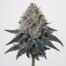 Wedding Pie cannabis strain featured image