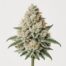 White Rhino cannabis strain featured image