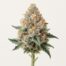 White Runtz cannabis strain featured image